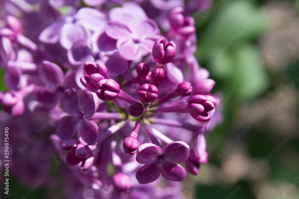 Lilacs Lilacs