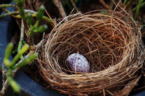bird nest with egg in the garden