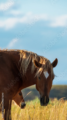 Wild Horses, Bureau of Land Management, Wild Horse Range, Rock Springs Wyoming © TSchofield