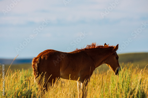 Wild Horse, Bureau of Land Management, Wild Horse Range, Rock Springs Wyoming photo