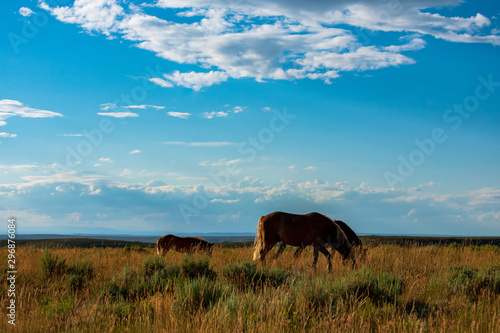 Wild Horses, Bureau of Land Management, Wild Horse Range, Rock Springs Wyoming