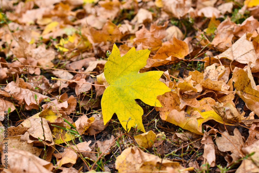 Yellow maple leaf on the background of old brown leaves.