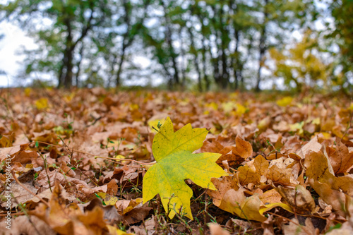 Yellow maple leaf on the background of old brown leaves.