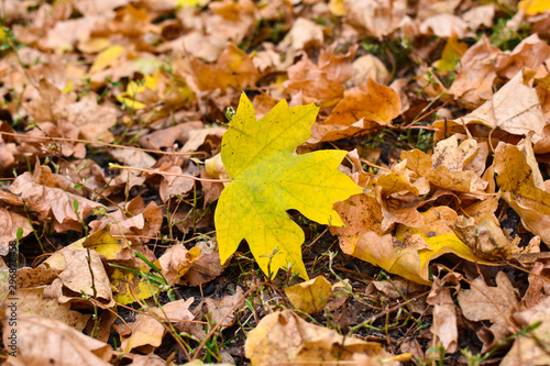 Yellow maple leaf on the background of old brown leaves.