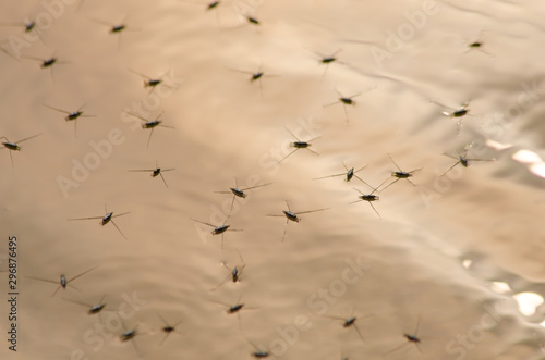 many Aquarius remigis floating on the surface of water background yellow gold.