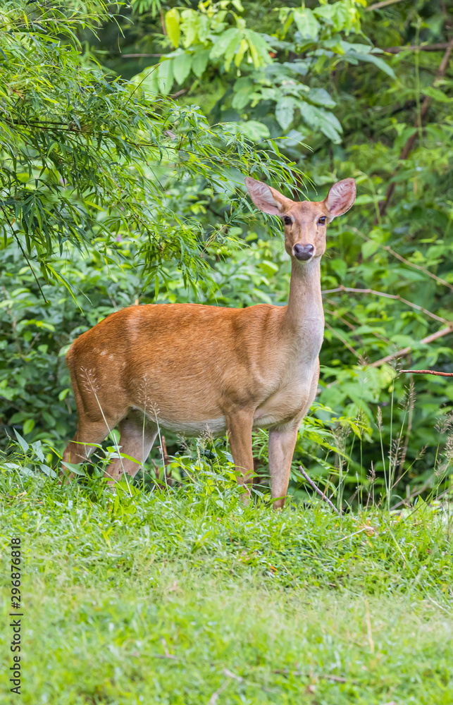Deer in the rainy season look healthy, probably because they have a lot of food Deer in the rainy season look healthy, probably because they have a lot of food