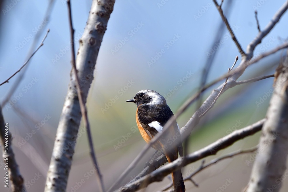 Naklejka premium 気取ったポーズがかわいいジョウビタキオス