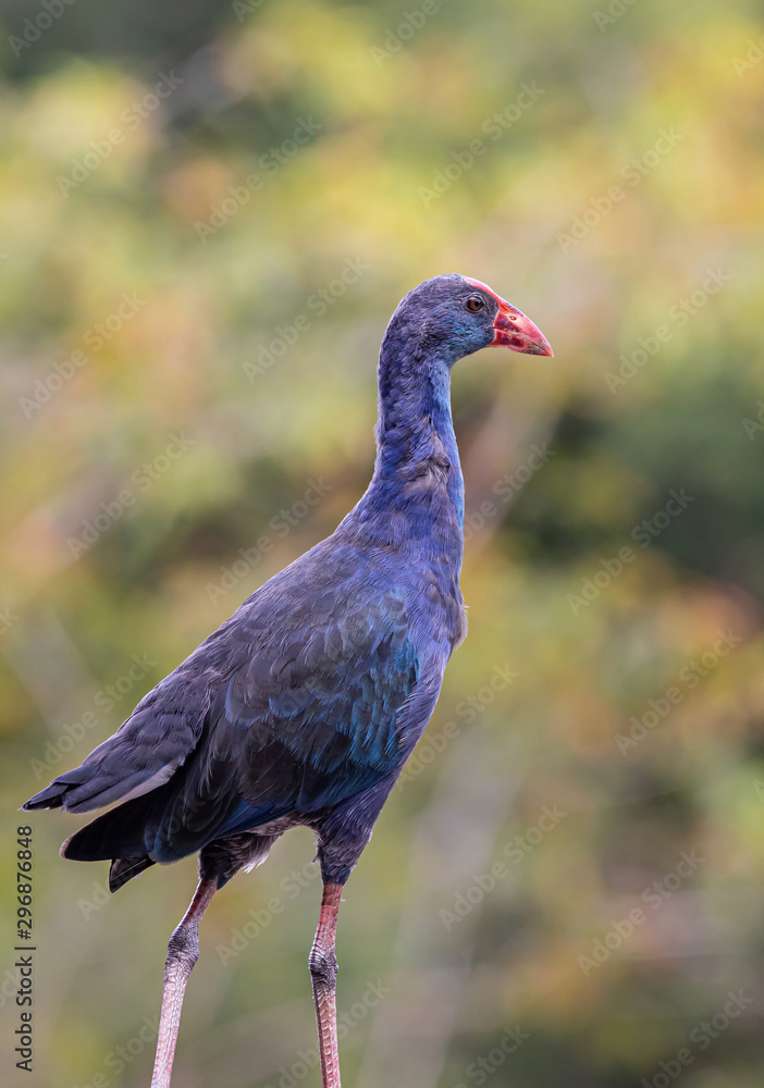 Purple Swamphen in nature Purple Swamphen in nature