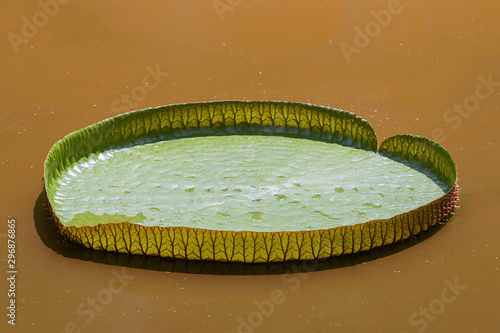 Giant lotus leaf for background