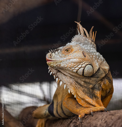 Fototapeta Naklejka Na Ścianę i Meble -  Closeup face of  chameleon it's so cute