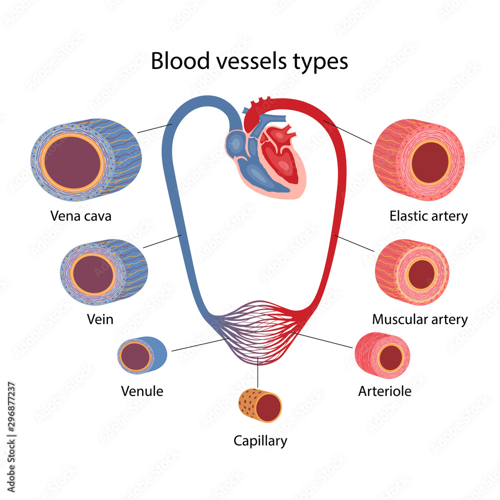 Vecteur Stock The human circulatory system. Blood vessels types. Cross  section of vessels: aorta, elastic artery, muscular artery, arterioles,  capillaries, venules and veins. Vector illustration in a flat style. |  Adobe Stock