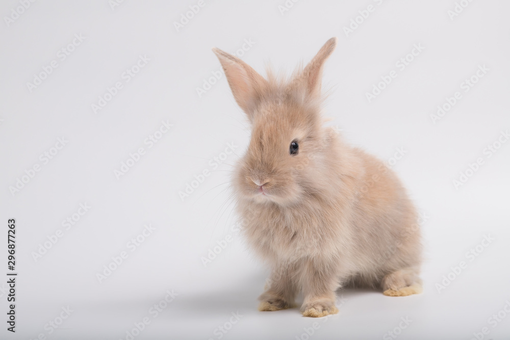 Cute brown furry bunny is standing in the studio in a white background. Cute brown furry bunny is standing in the studio in a white background.
