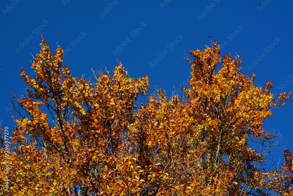 branch with leaves yellowish with blue sky background