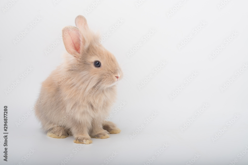 Cute brown furry bunny is standing in the studio in a white background.