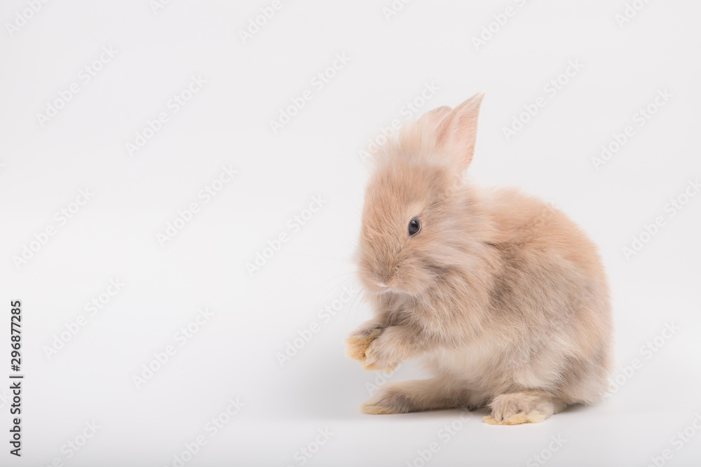 Cute brown furry bunny is standing, licking hands in the studio in a white background. Cute brown furry bunny is standing, licking hands in the studio in a white background.