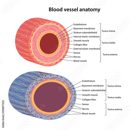 The human circulatory system. Blood vessels anatomy. Cross section of vessels: aorta, elastic artery, muscular artery, arterioles, capillaries, venules and veins. Vector illustration in a flat style. photo