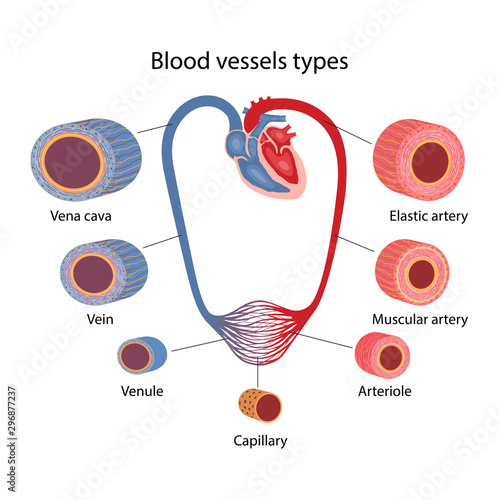 The human circulatory system. Blood vessels types. Cross section of vessels: aorta, elastic artery, muscular artery, arterioles, capillaries, venules and veins. Vector illustration in a flat style.