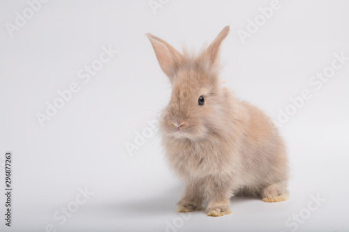 Cute brown furry bunny is standing in the studio in a white background. © MPIX.TURE