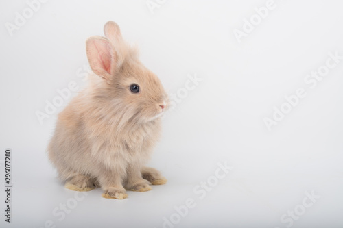 Cute brown furry bunny is standing in the studio in a white background.