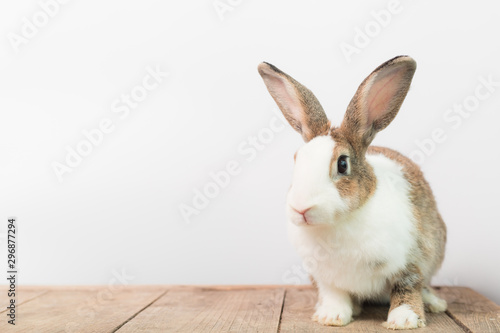 A large rabbit sitting on a wooden floor with a white wall background