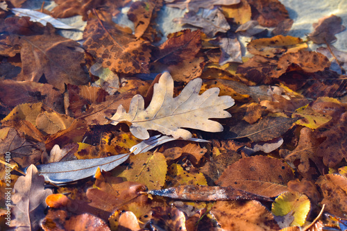 A brown oak leaf on the lake water. Autumn concept.