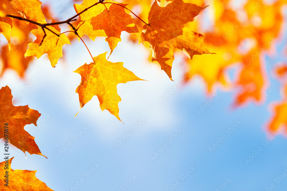 Closeup of golden and orange autumn maple leaves on tree branch against blue sky Closeup of golden and orange autumn maple leaves on tree branch against blue sky