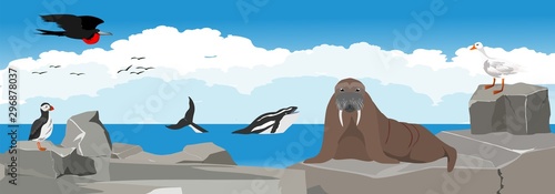 Sea birds on the rocks, rookery panoramic vector illustration