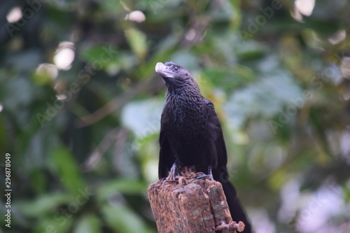 Anú