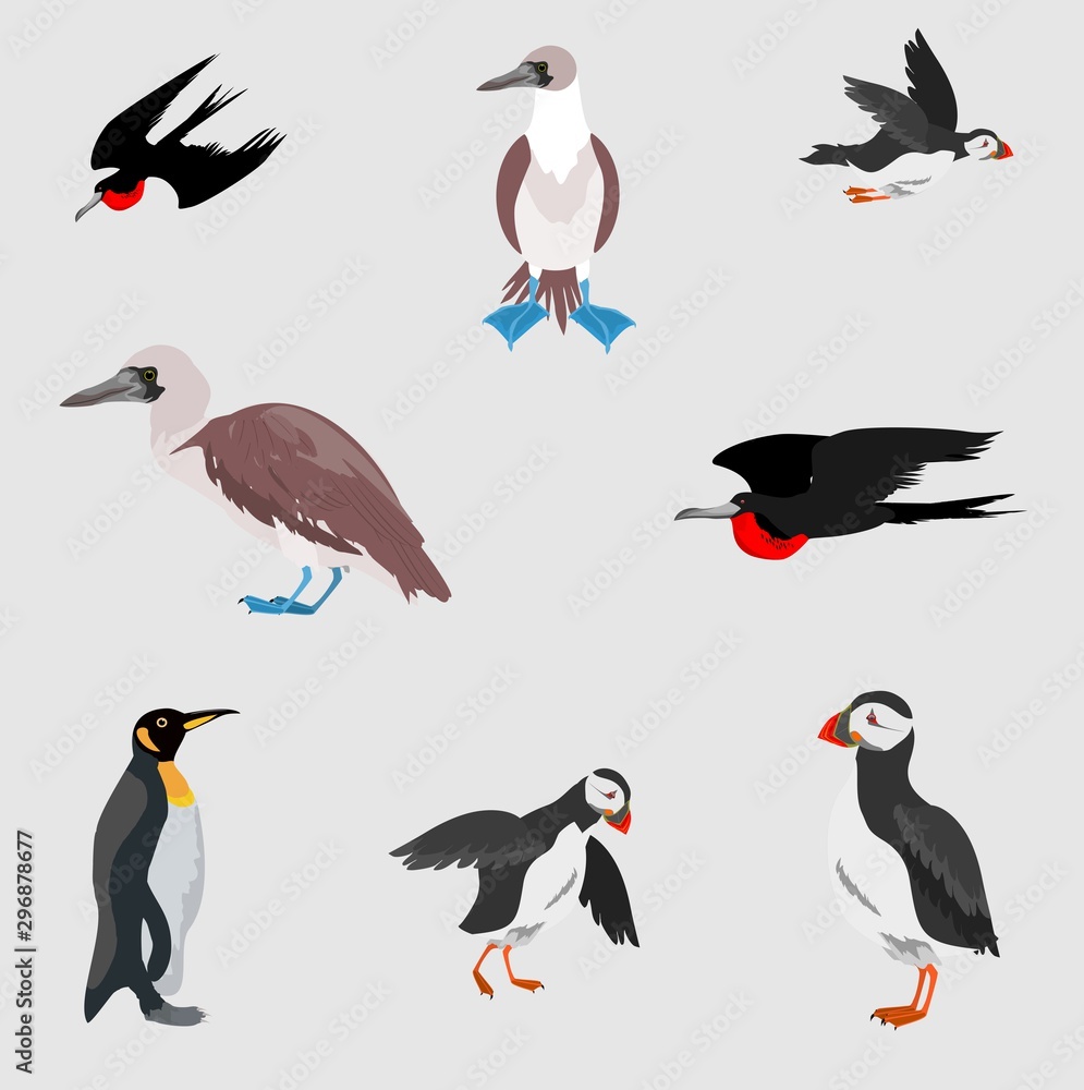 Naklejka premium Sea birds collection, isolated on white vector