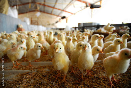 Fotobehang chickens on farm