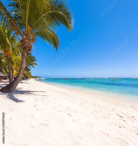 Fototapeta Naklejka Na Ścianę i Meble -  palm tree on the beach of the Morne, Mauritius 
