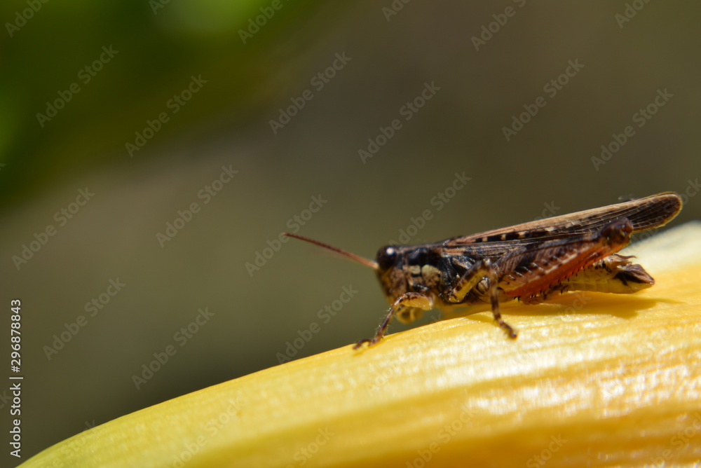 custom made wallpaper toronto digitalSaltamontes