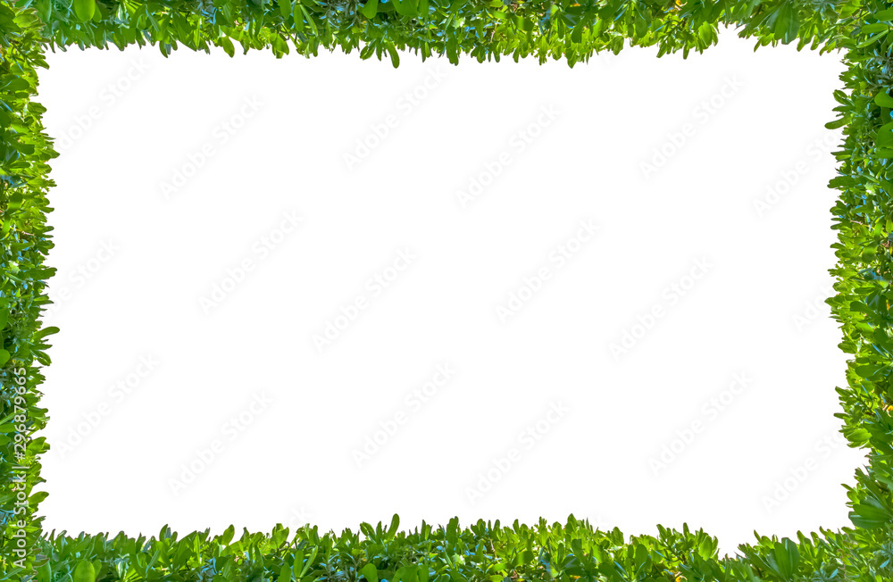 frame made of green grass isolated on white