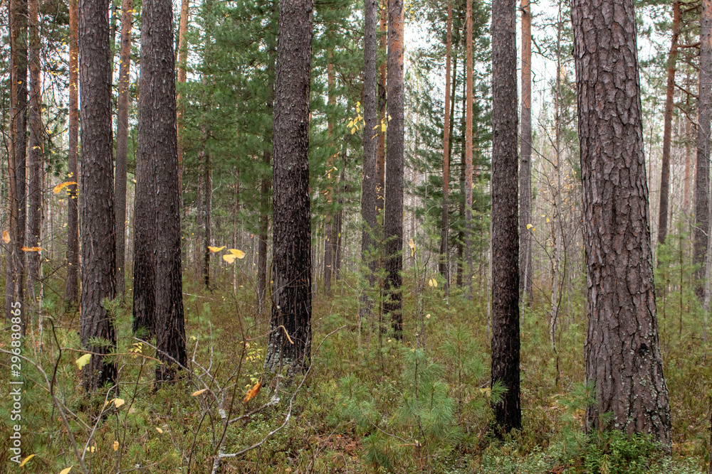 Wildlife, northern taiga.