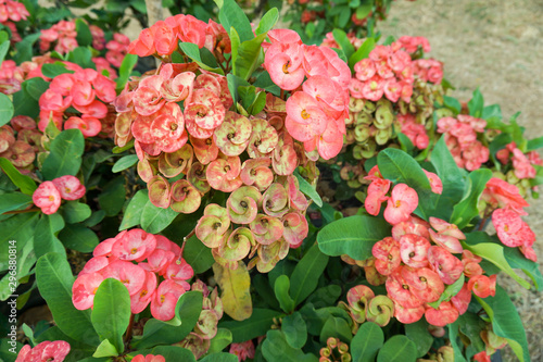 Wallpaper Mural Crown-of-thorns Many pink flowers are in the pot. Torontodigital.ca