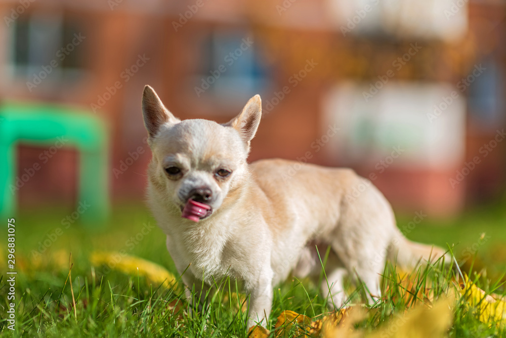 Chihuahua runs in the city on the grass. Chihuahua runs in the city on the grass.
