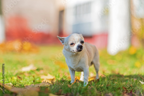 Chihuahua runs in the city on the grass.