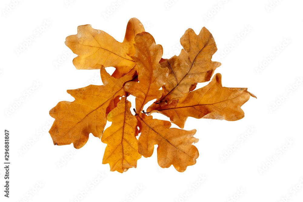 Oak leaves on an isolated white background Oak leaves on an isolated white background
