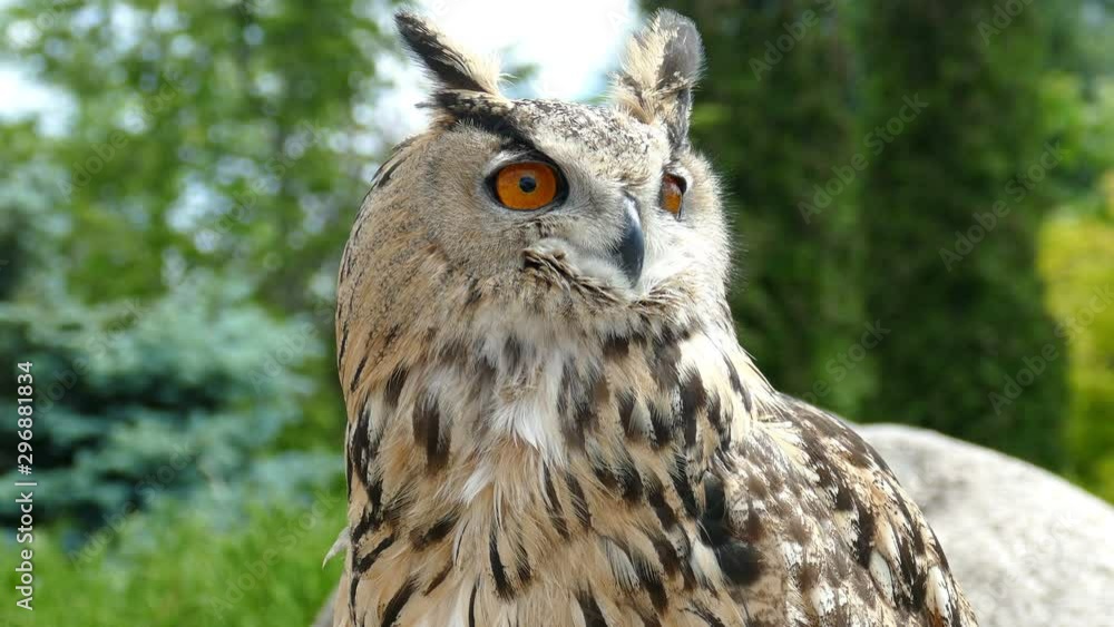 Owl carefully looks around. It is a large, large predator Owl carefully looks around. It is a large, large predator