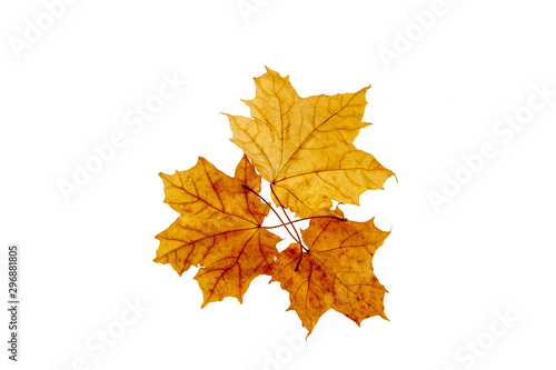 Maple leaves on an isolated white background