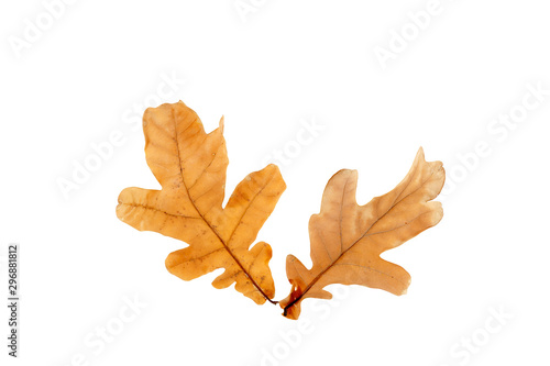 Oak leaves on an isolated white background