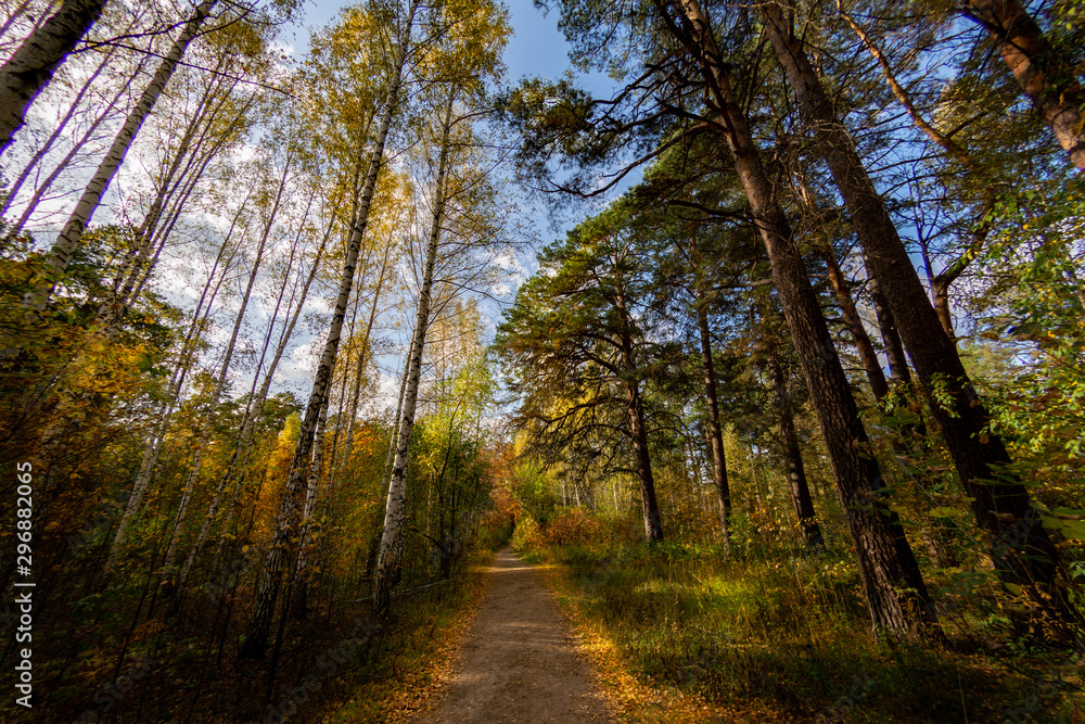 Fototapeta premium Autumn landscapes from the city park
