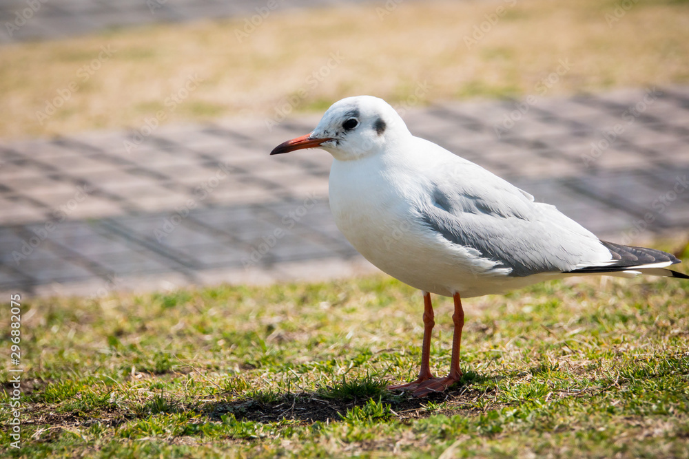 Hooded gull