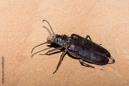 Giant Longhorn Beetle (Anthracocentrus arabicus) a nocturnal or nightime desert creature with huge antennae in the sand in the United Arab Emirates.