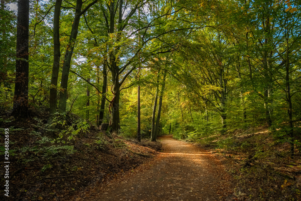 Wanderung auf dem Mühlenweg durch den herbstlichen Tegeler Forst in Berlin Wanderung auf dem Mühlenweg durch den herbstlichen Tegeler Forst in Berlin