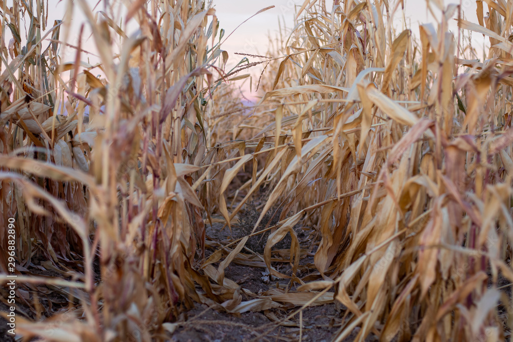 Fototapeta premium Corn Row