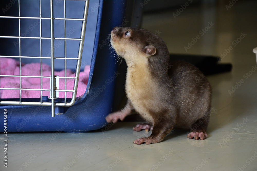 Baby otter Stock Photo | Adobe Stock