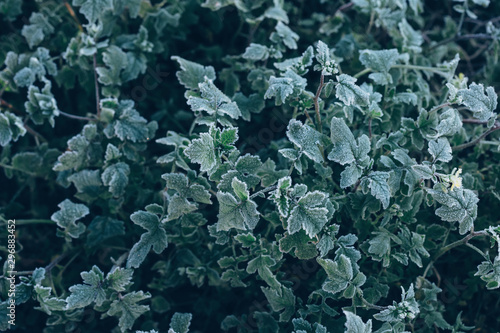 Frozen green plants after night frost in autumn