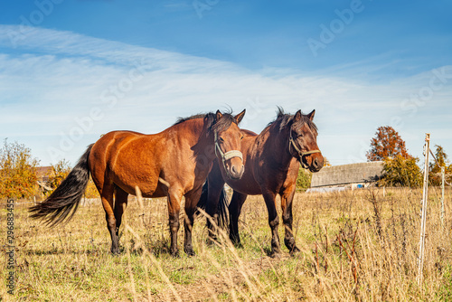 Two horses on an autumn grass
