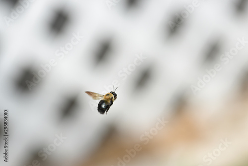 Carpenter bee flying photo